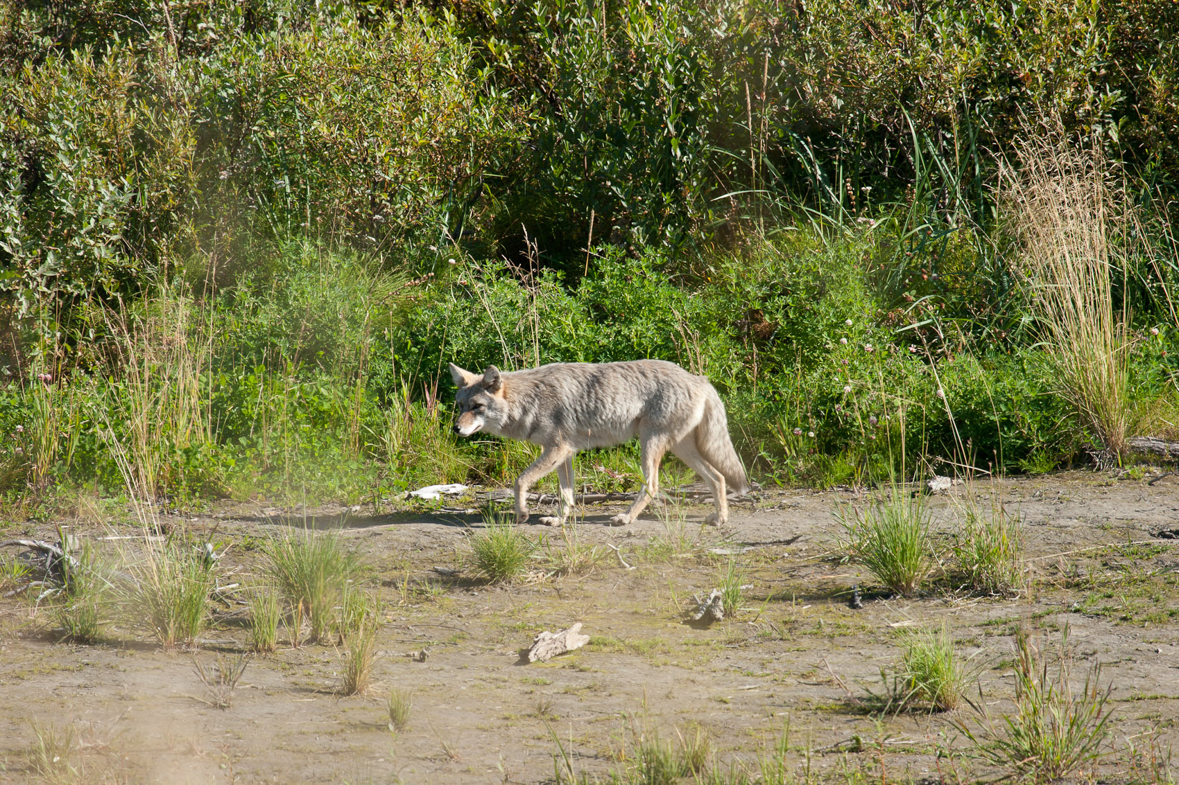 Bernard Crampon Photography - DNG-2005-08-13-Alaska_1415