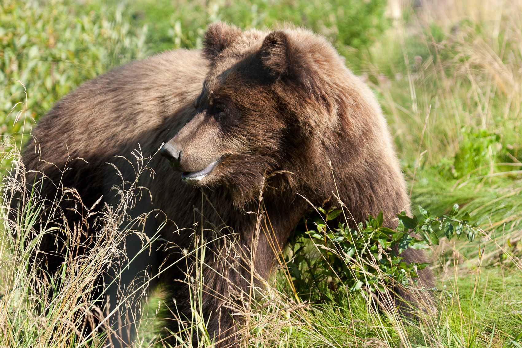 Bernard Crampon Photography - DNG-2005-08-13-Alaska_1425