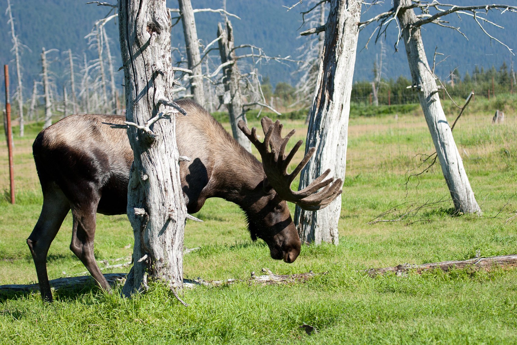 Bernard Crampon Photography - DNG-2005-08-13-Alaska_1440