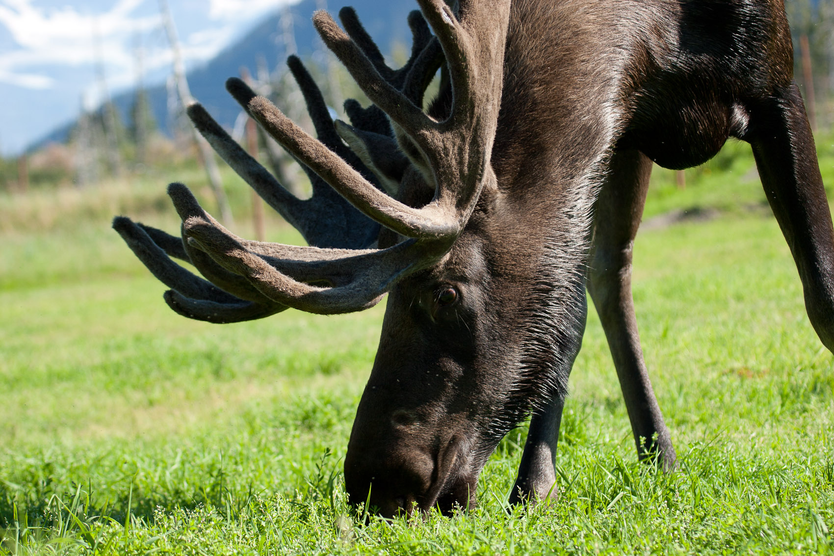 Bernard Crampon Photography - DNG-2005-08-13-Alaska_1480