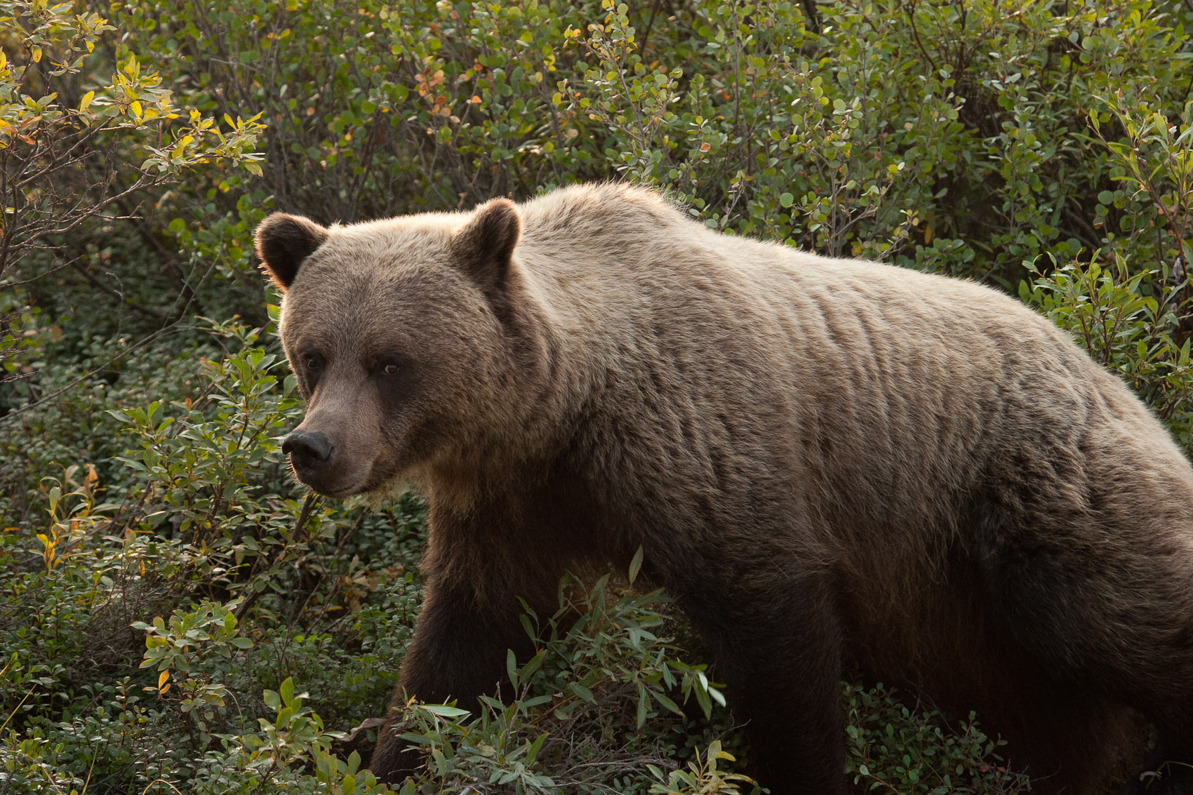 Bernard Crampon Photography - DNG-2005-08-15-Alaska_1710