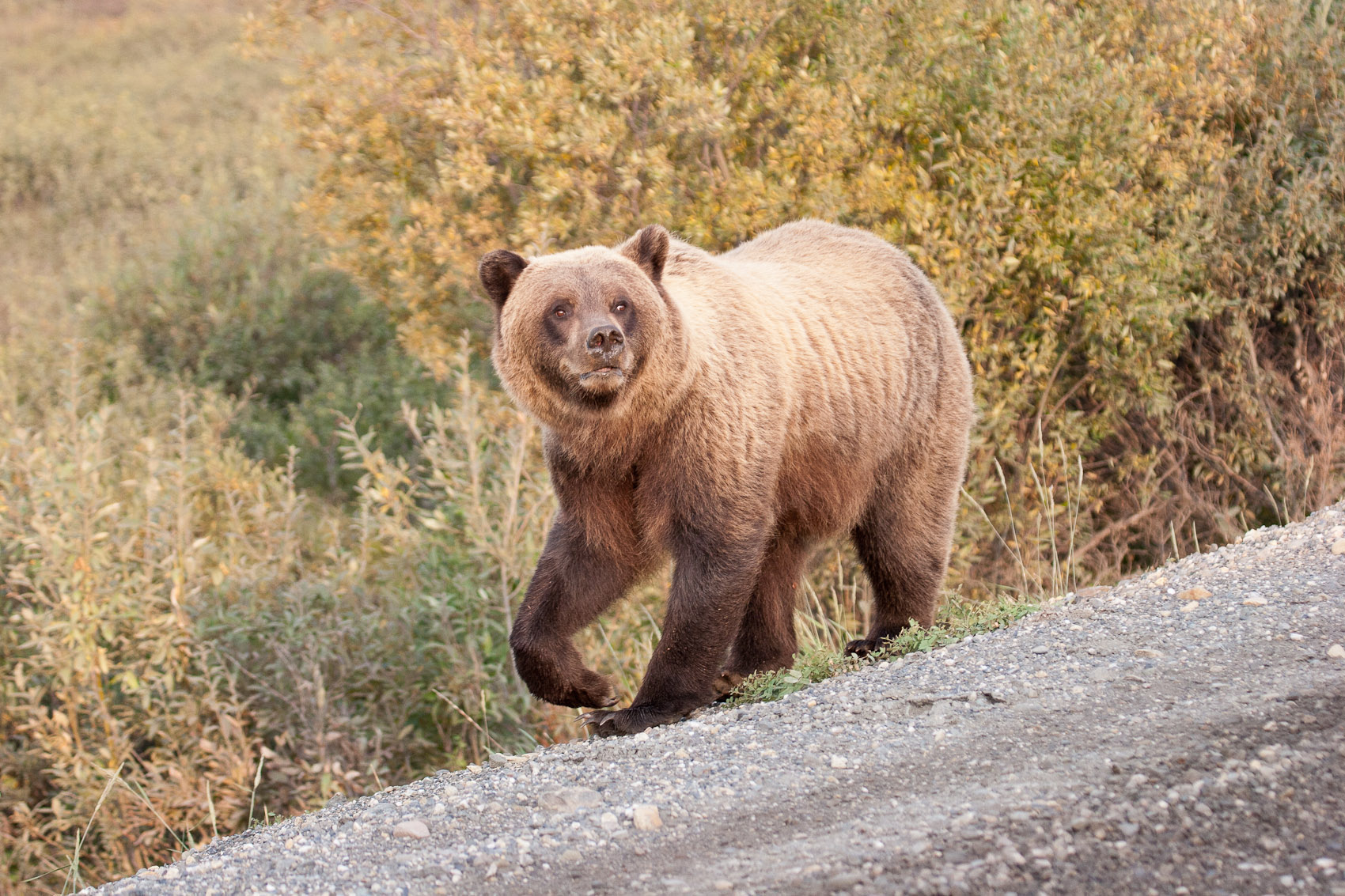 Bernard Crampon Photography - DNG-2005-08-15-Alaska_1718