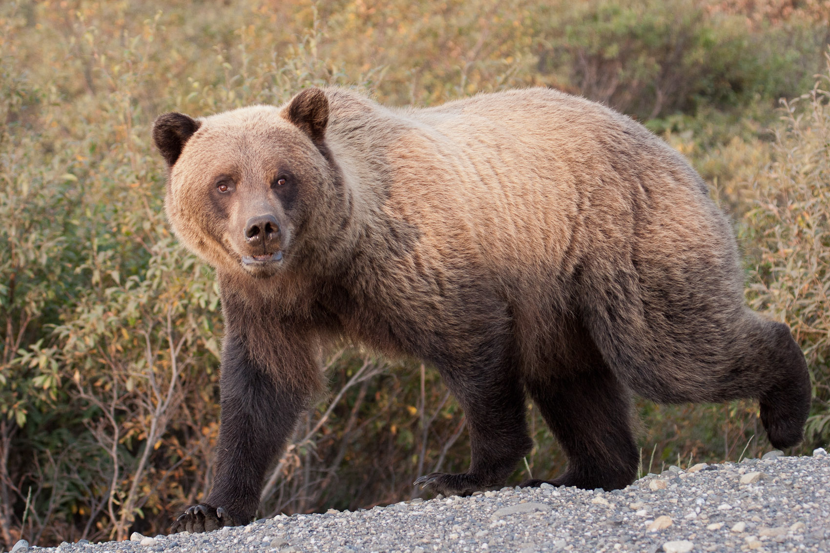 Bernard Crampon Photography - DNG-2005-08-15-Alaska_1722