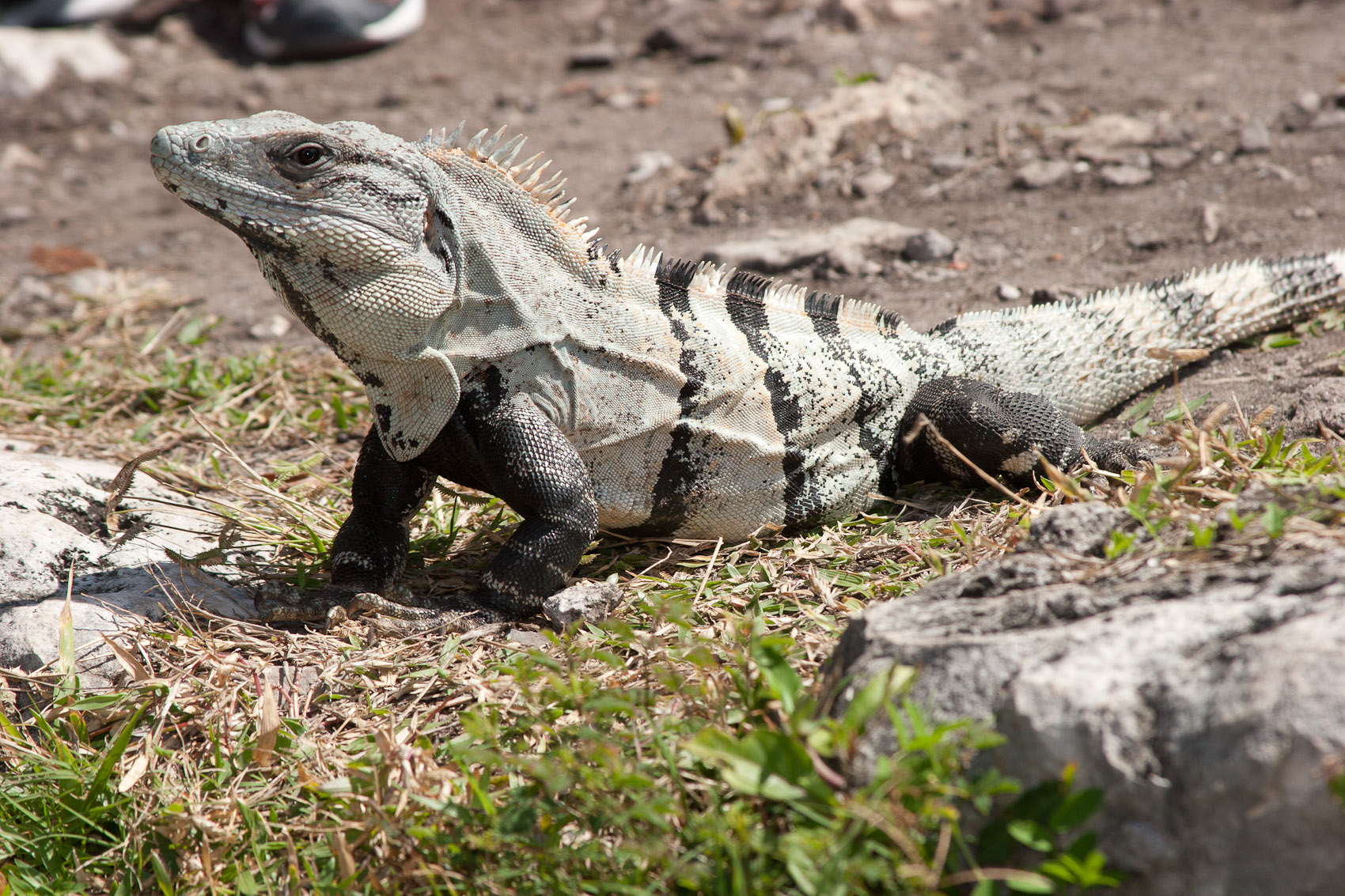 Bernard Crampon Photography - DNG-2006-02-20-Tulum_0125