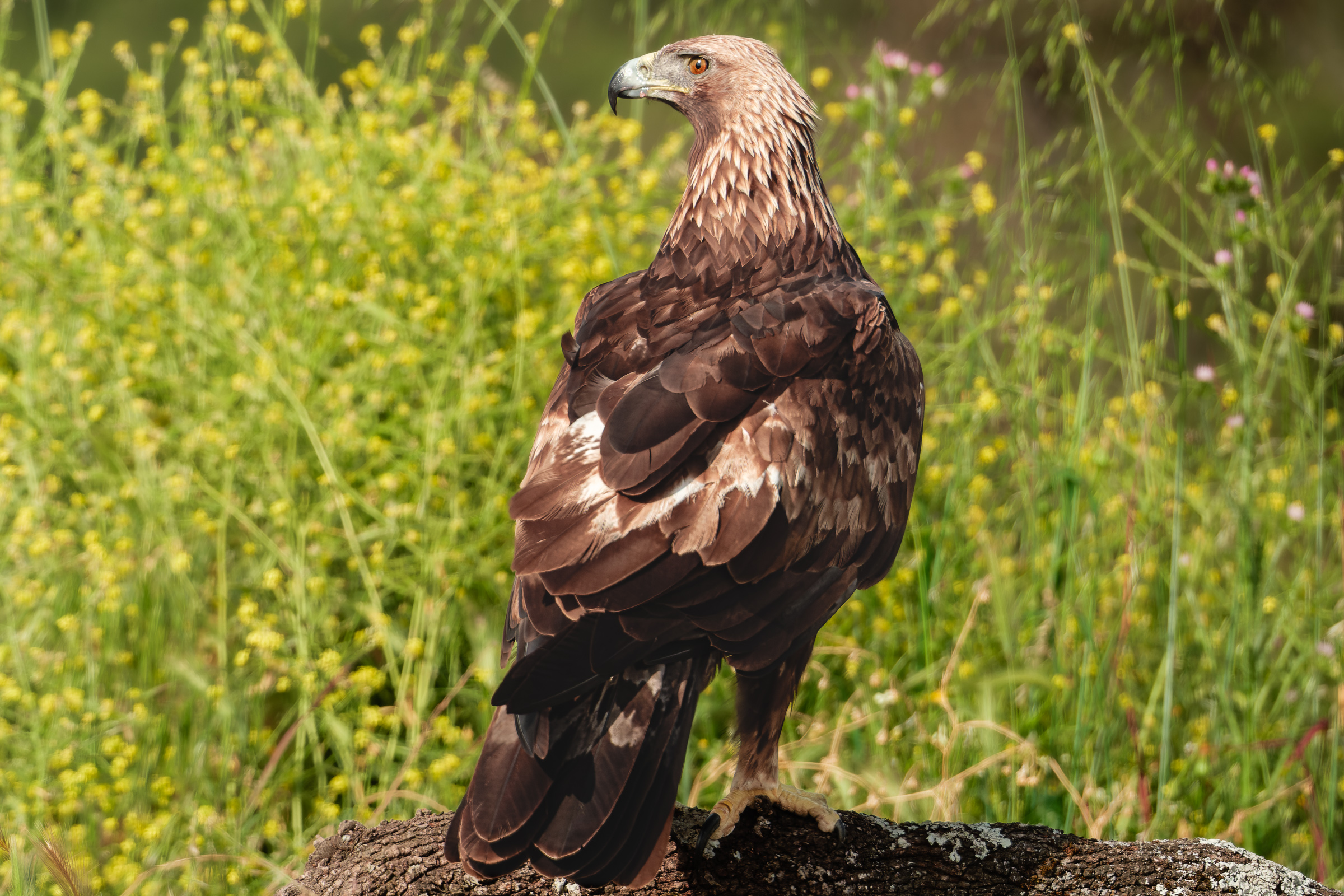 Bernard Crampon Photography - Birds of Sierra Morena