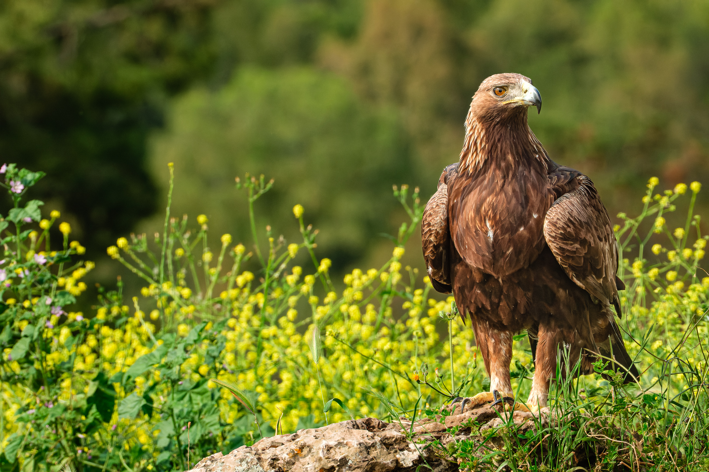 Bernard Crampon Photography - Birds of Sierra Morena