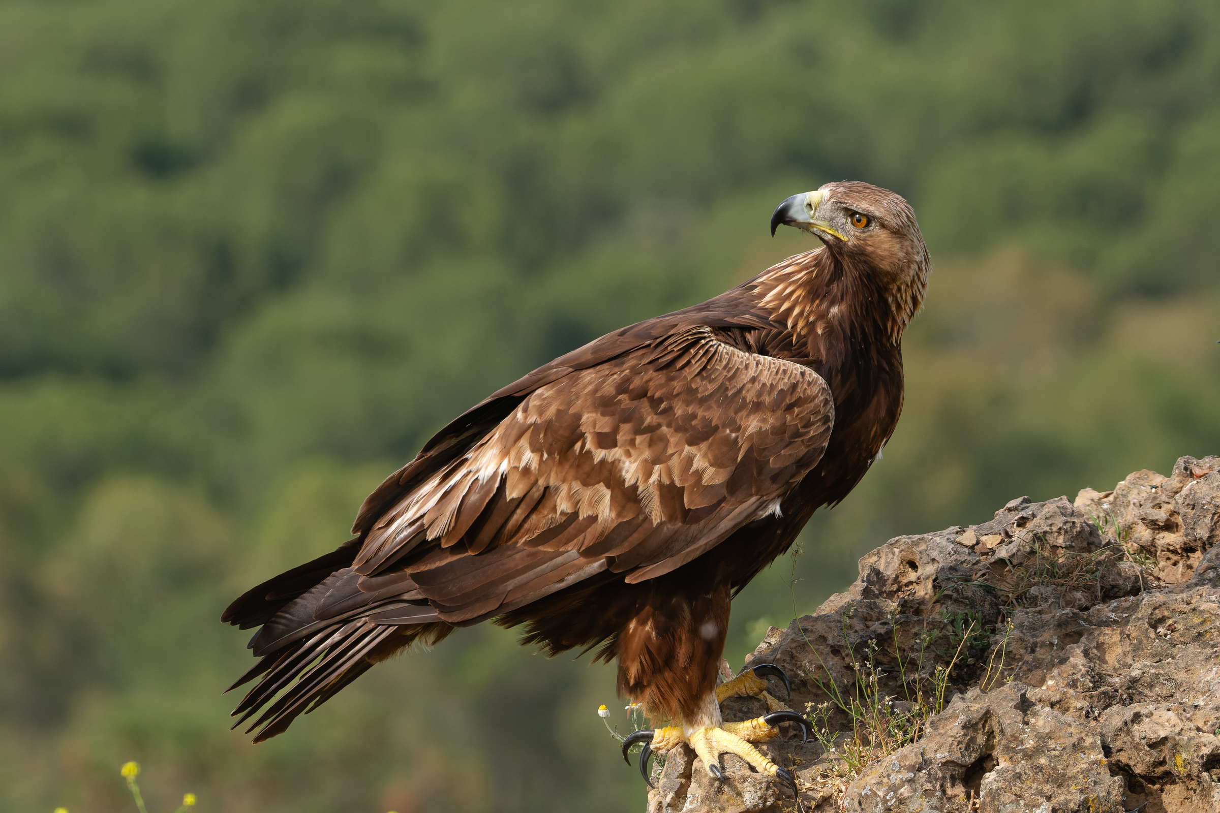 Bernard Crampon Photography - Birds of Sierra Morena
