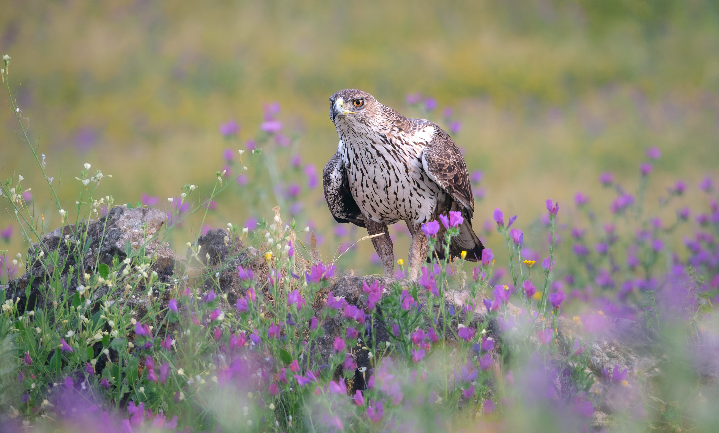 Bernard Crampon Photography - Birds of Sierra Morena