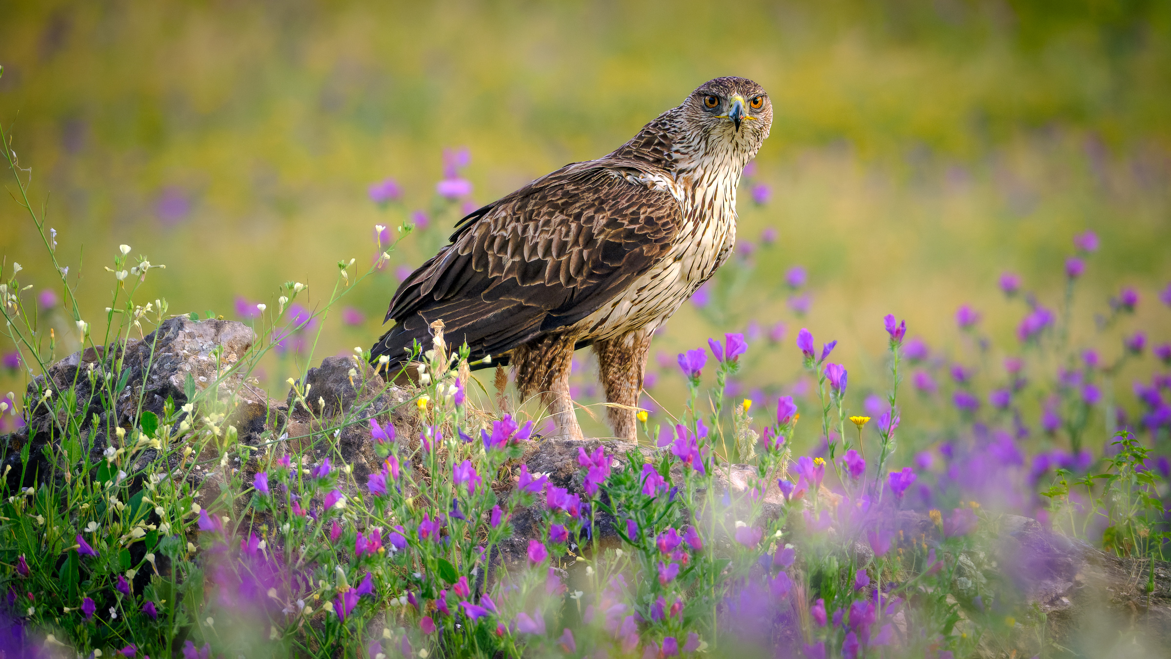 Bernard Crampon Photography - Birds of Sierra Morena