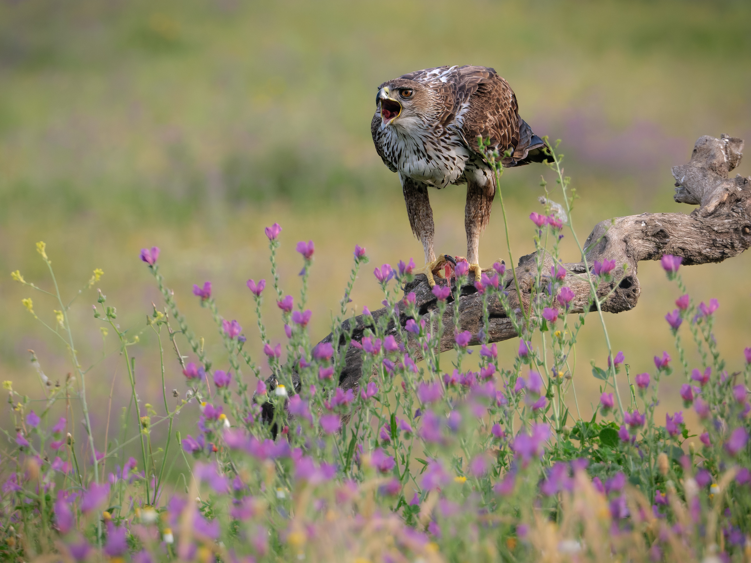 Bernard Crampon Photography - Birds of Sierra Morena