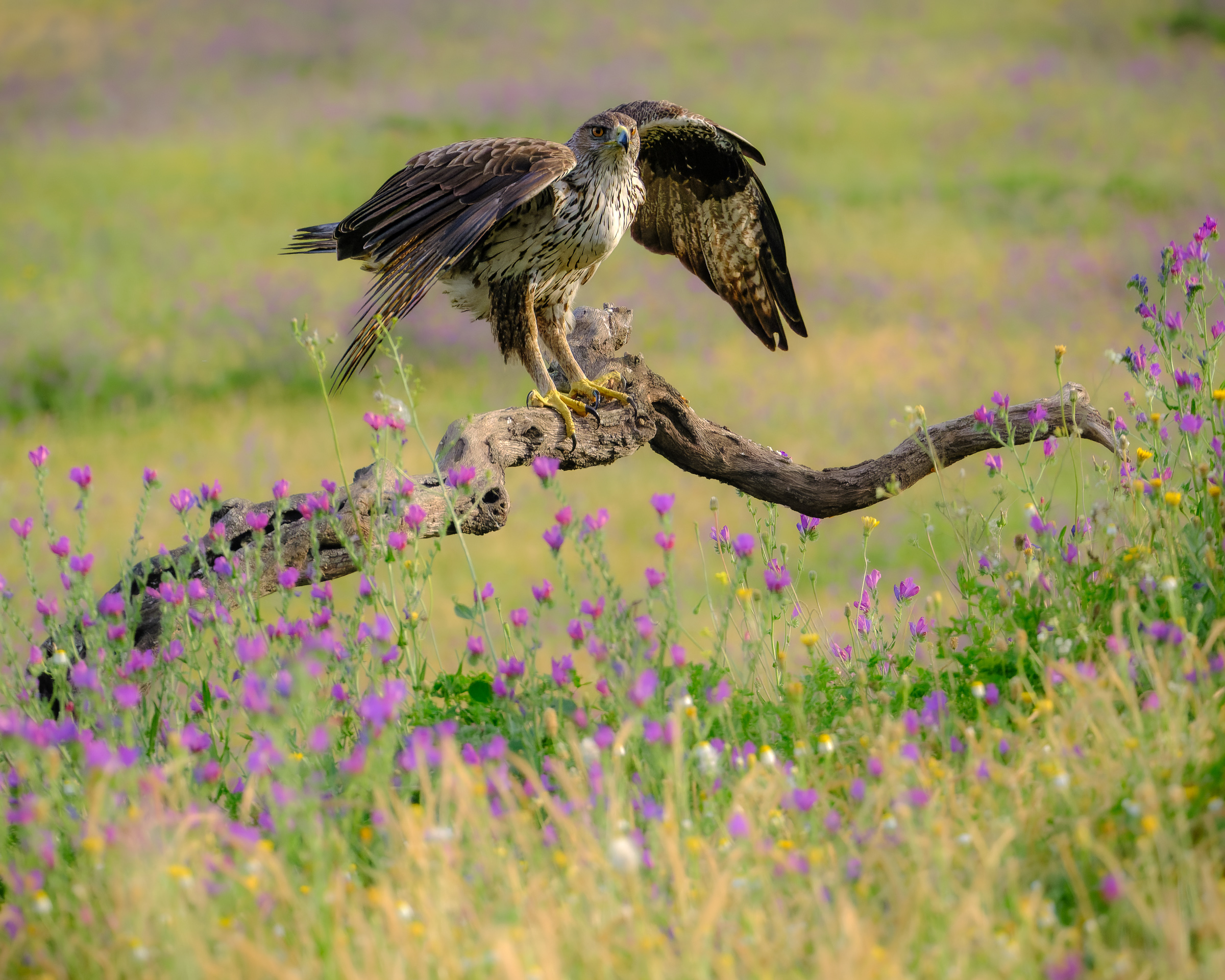 Bernard Crampon Photography - Birds of Sierra Morena
