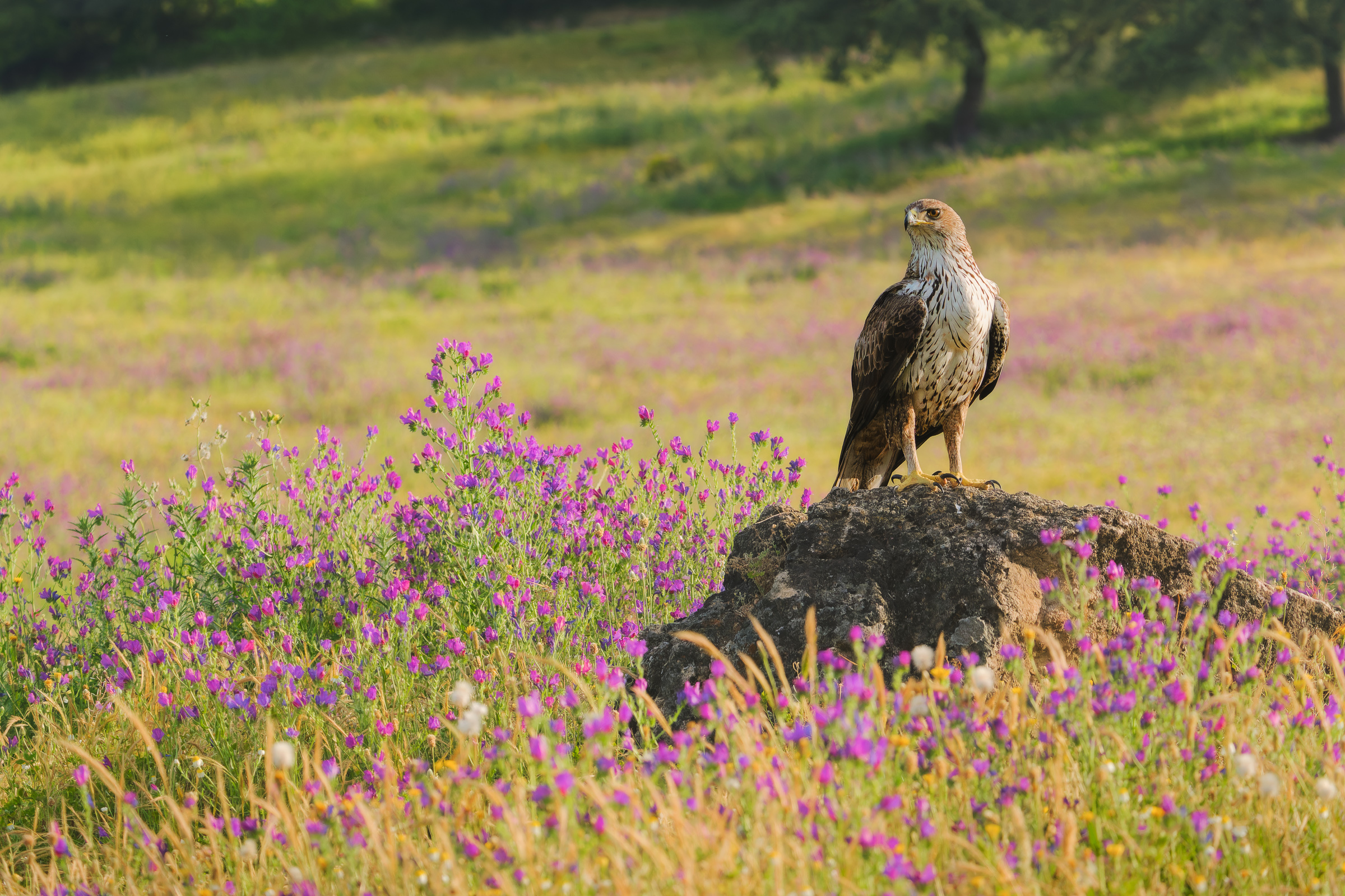 Bernard Crampon Photography - Birds of Sierra Morena