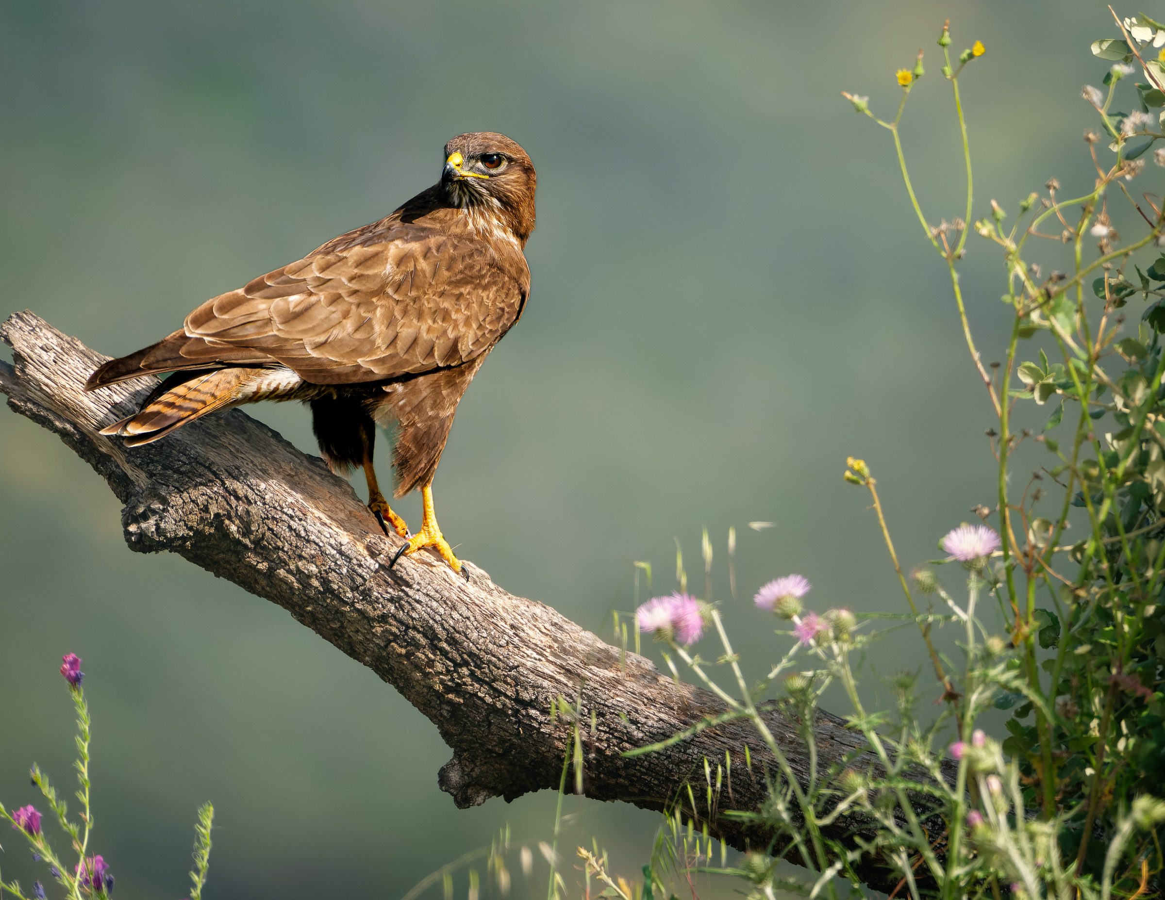 Bernard Crampon Photography - Birds of Sierra Morena