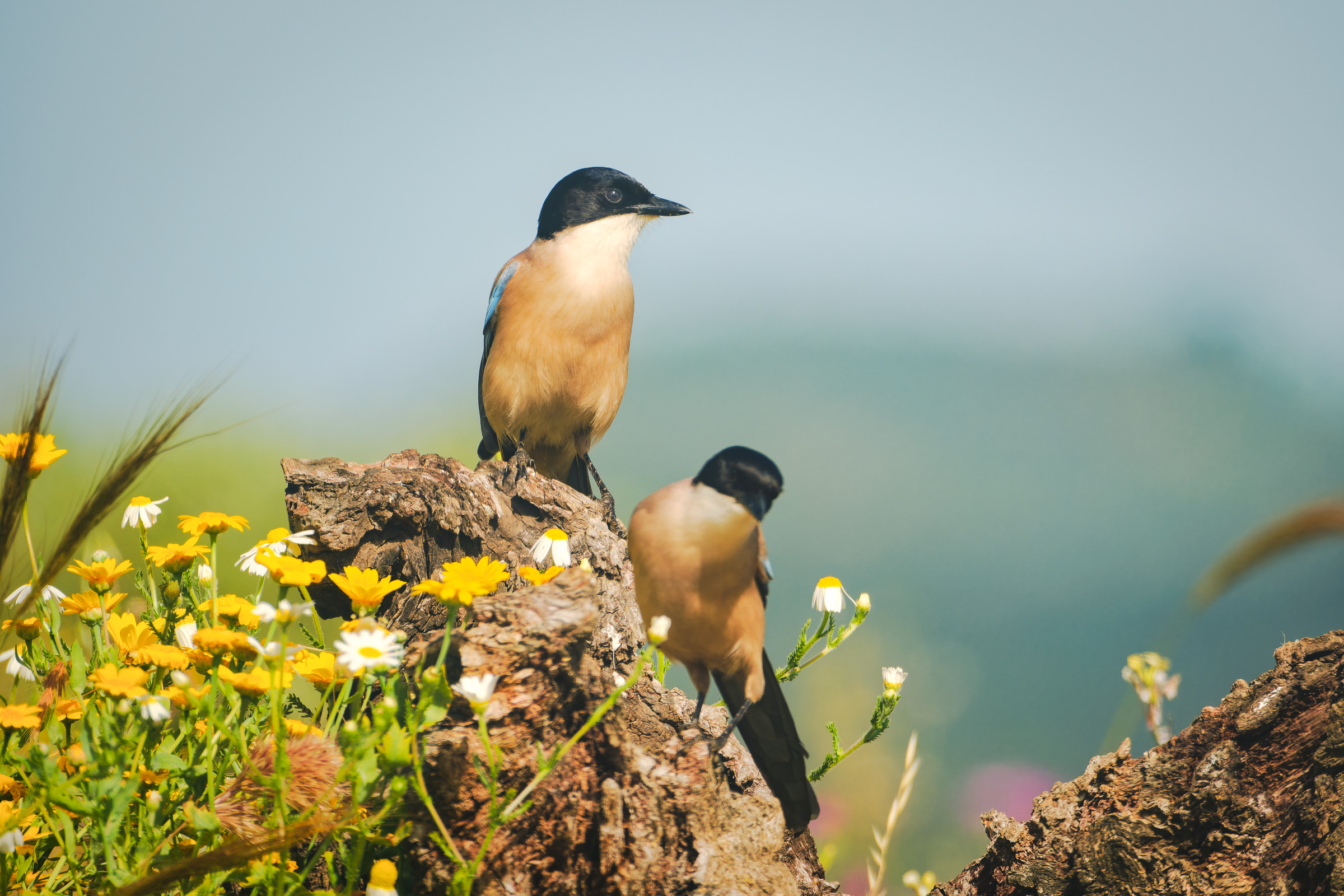Bernard Crampon Photography - Birds of Sierra Morena