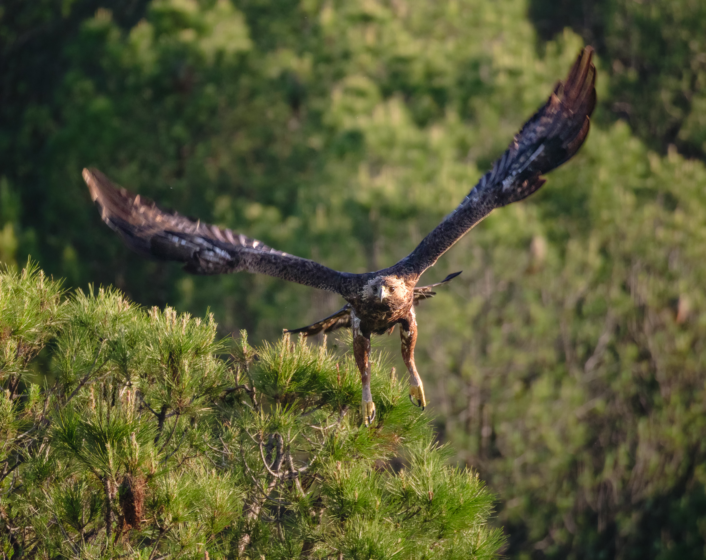 Bernard Crampon Photography - Birds of Sierra Morena