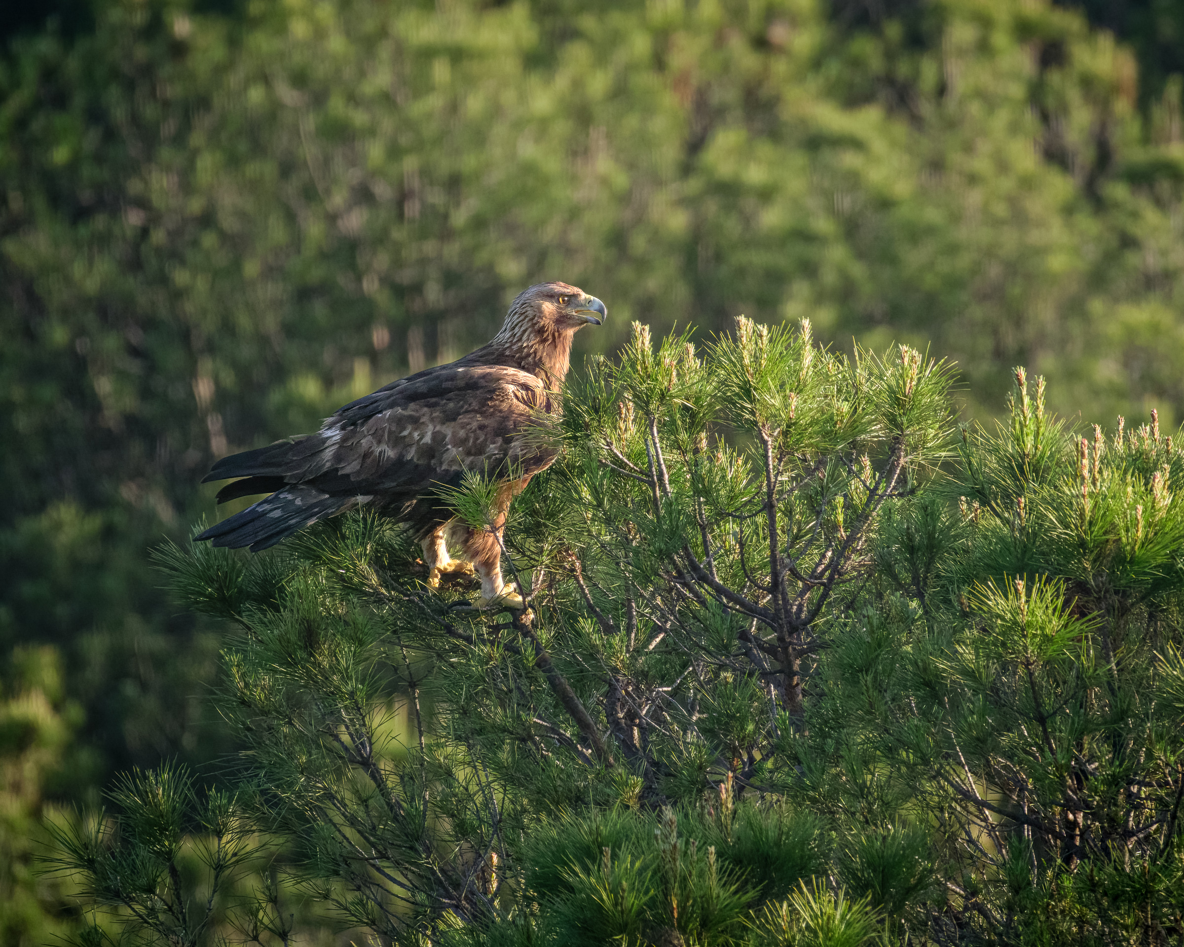 Bernard Crampon Photography - Birds of Sierra Morena