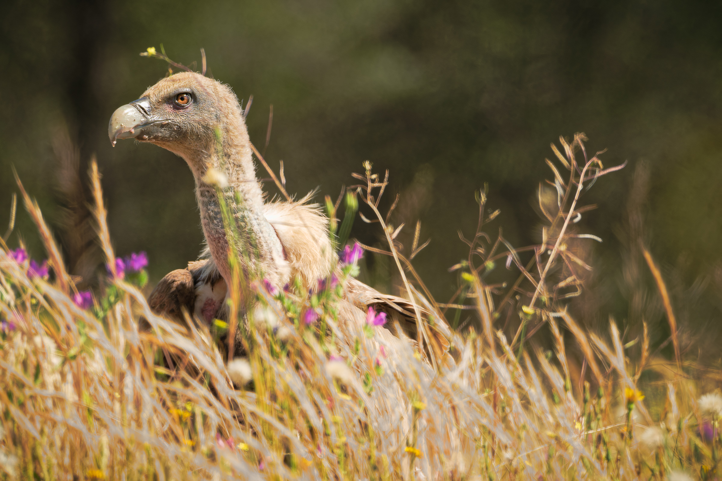 Bernard Crampon Photography - Birds of Sierra Morena