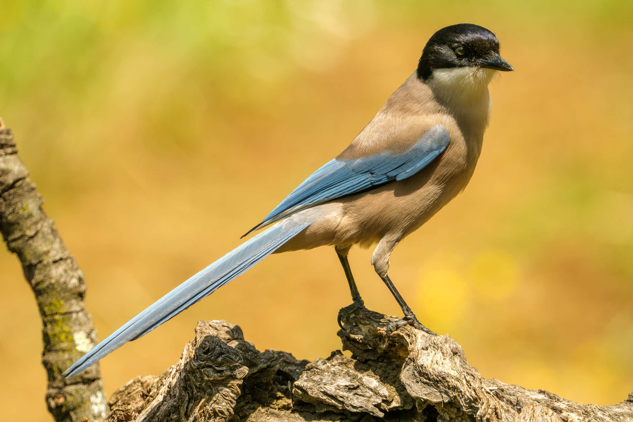 Bernard Crampon Photography - Birds of Sierra Morena